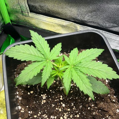 Lucky  growlog timeline photo