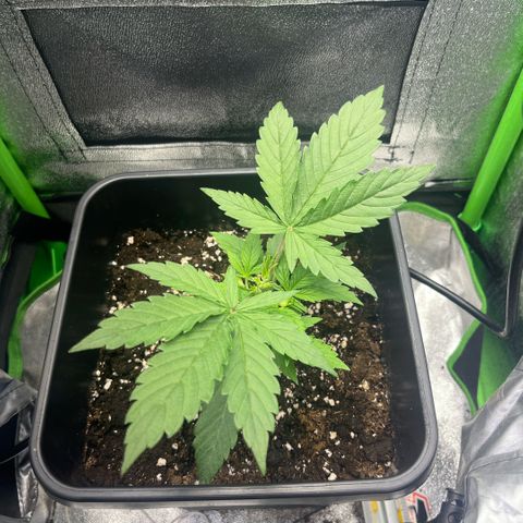 Lucky  growlog timeline photo