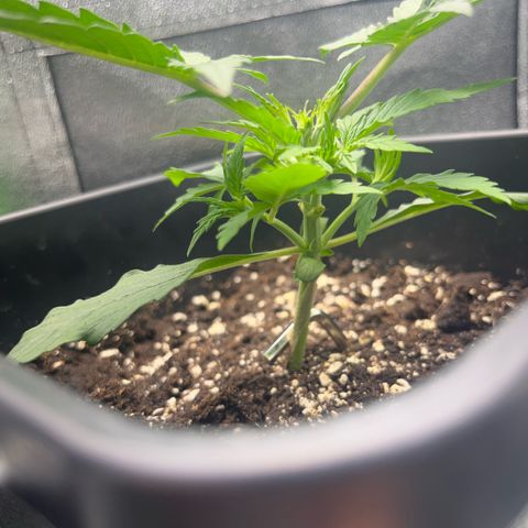 Lucky  growlog timeline photo