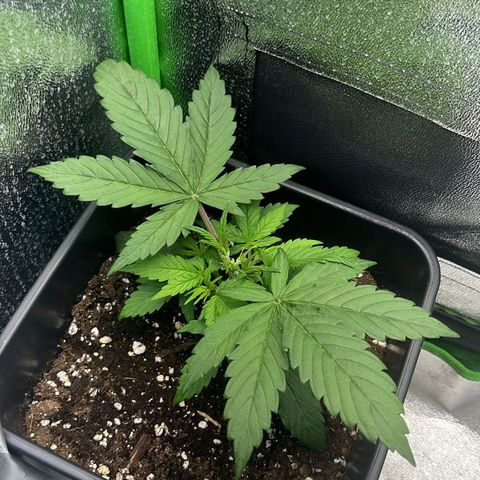 Lucky  growlog timeline photo
