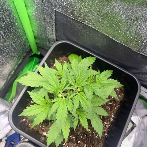 Lucky  growlog timeline photo