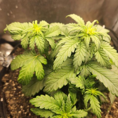 Banana Purple Punch Auto growlog timeline photo