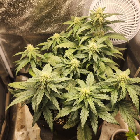 Banana Purple Punch Auto growlog timeline photo