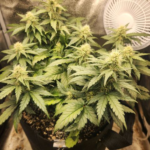 Banana Purple Punch Auto growlog timeline photo