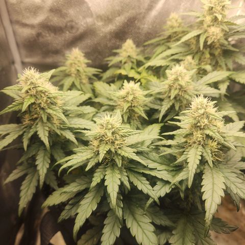 Banana Purple Punch Auto growlog timeline photo