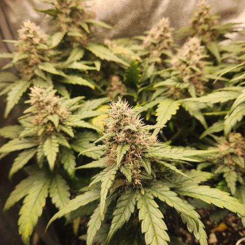 Banana Purple Punch Auto growlog timeline photo