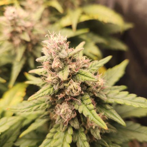 Banana Purple Punch Auto growlog timeline photo