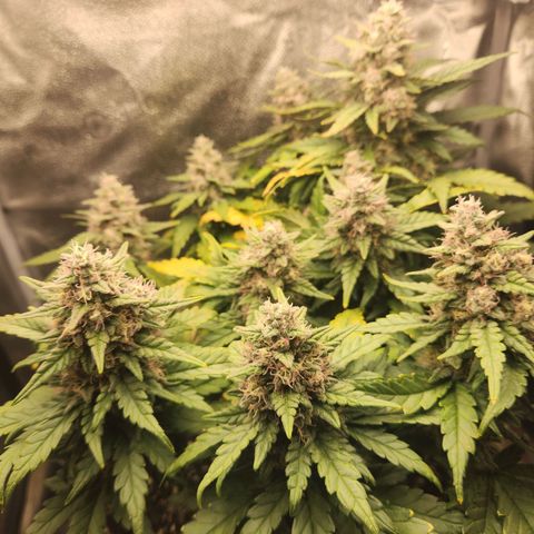 Banana Purple Punch Auto growlog timeline photo