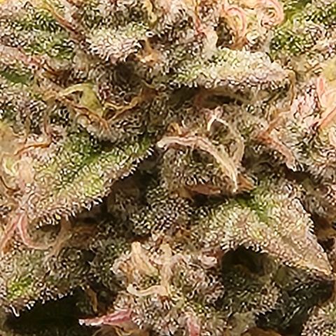 Banana Purple Punch Auto growlog timeline photo