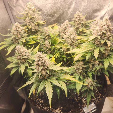 Banana Purple Punch Auto growlog timeline photo