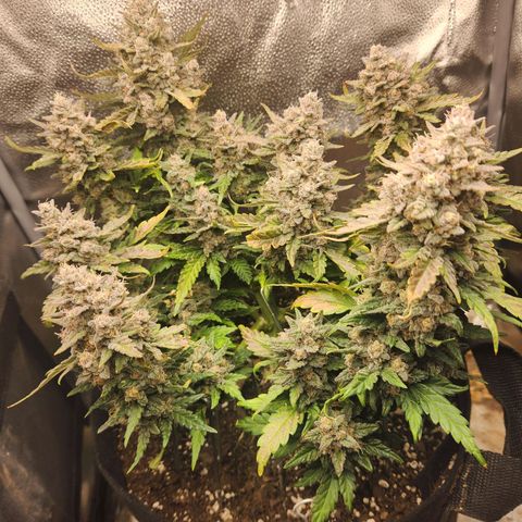 Banana Purple Punch Auto growlog photo: 3 to 5 days to harvest