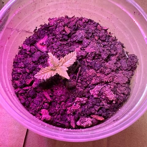 OG Kush growlog timeline photo