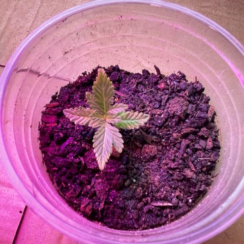 OG Kush growlog timeline photo