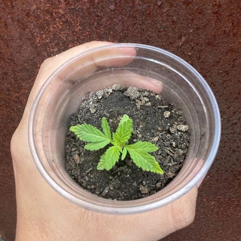 OG Kush growlog timeline photo