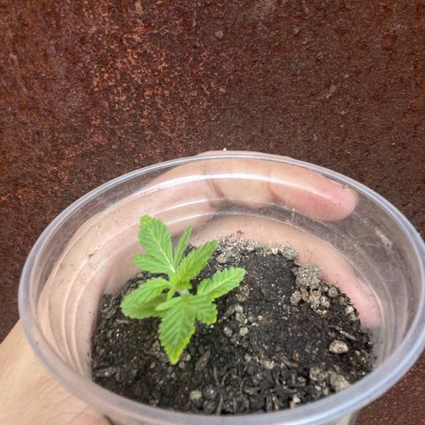 OG Kush growlog timeline photo