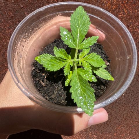OG Kush growlog timeline photo