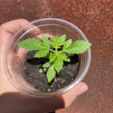 OG Kush growlog timeline photo
