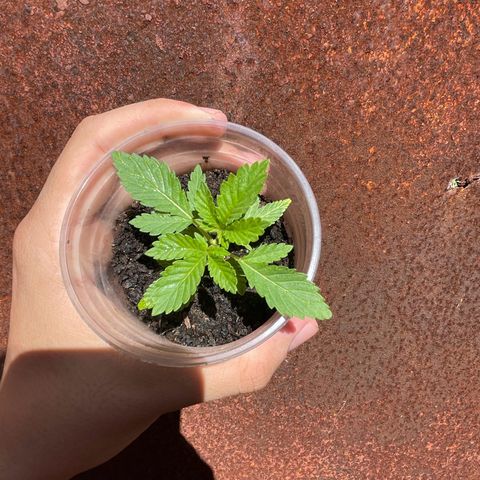 OG Kush growlog timeline photo