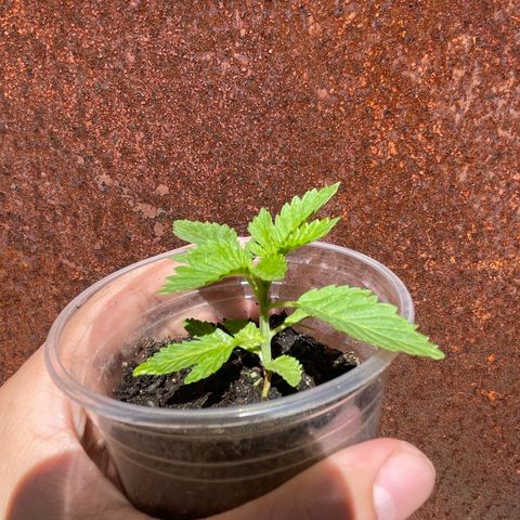 OG Kush growlog timeline photo