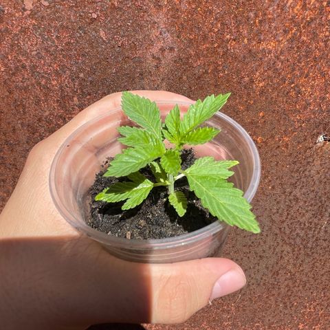 OG Kush growlog timeline photo
