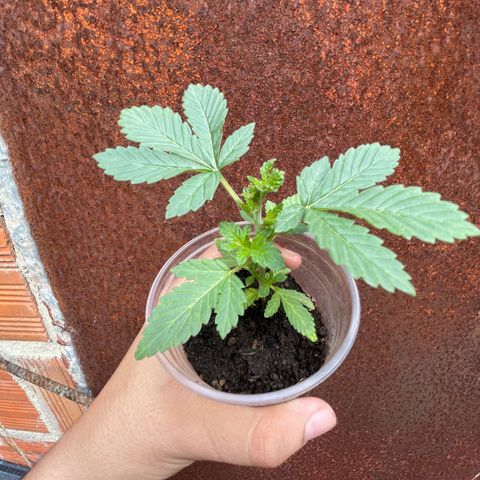 OG Kush growlog timeline photo