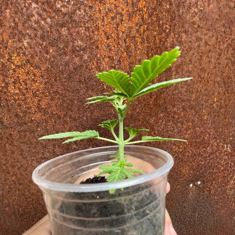 OG Kush growlog timeline photo