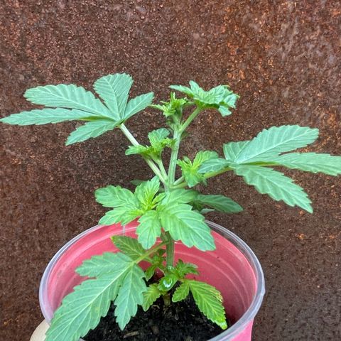 OG Kush growlog timeline photo