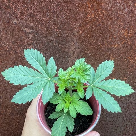 OG Kush growlog timeline photo