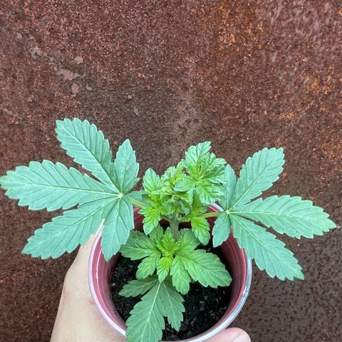 OG Kush growlog timeline photo