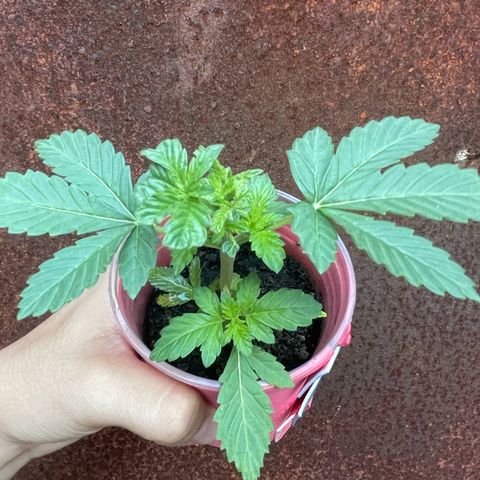 OG Kush growlog timeline photo