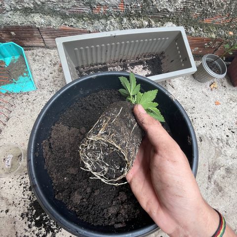 OG Kush growlog timeline photo