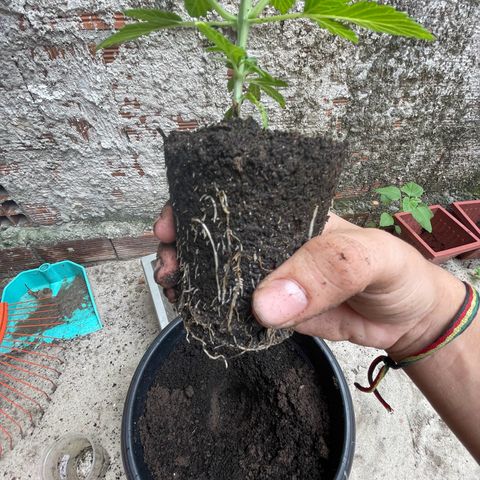 OG Kush growlog timeline photo