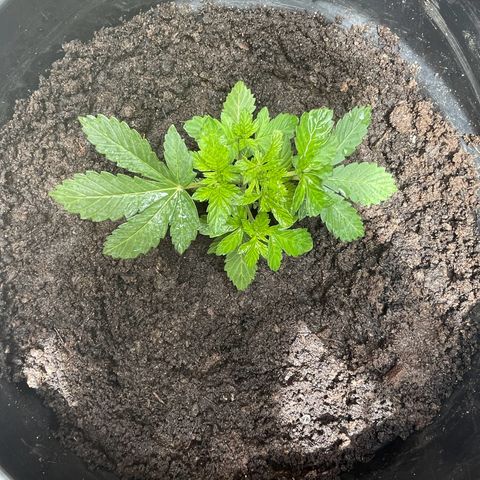 OG Kush growlog timeline photo