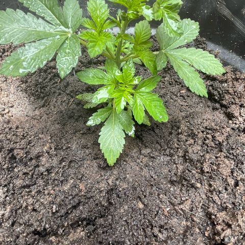 OG Kush growlog timeline photo