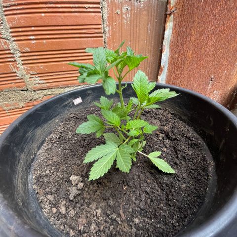 OG Kush growlog timeline photo