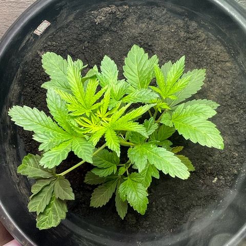 OG Kush growlog timeline photo