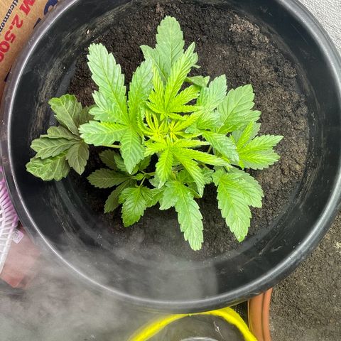 OG Kush growlog timeline photo