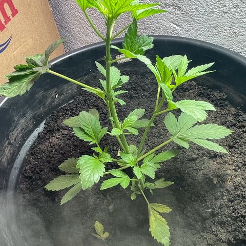 OG Kush growlog timeline photo