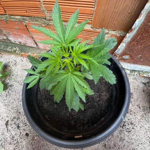 OG Kush growlog timeline photo