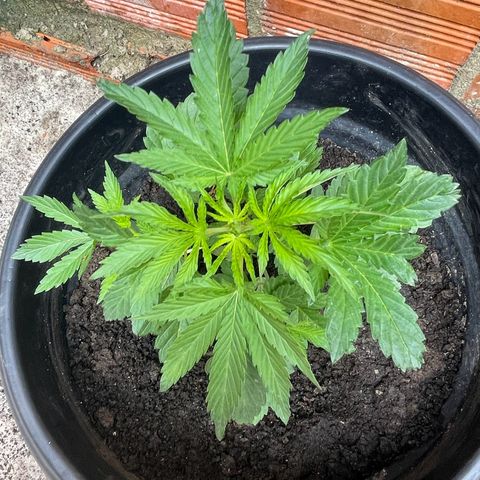 OG Kush growlog timeline photo