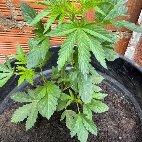 OG Kush growlog timeline photo