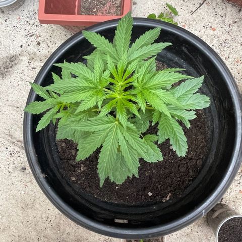 OG Kush growlog timeline photo