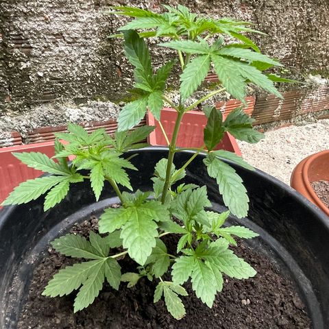 OG Kush growlog timeline photo