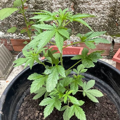OG Kush growlog timeline photo