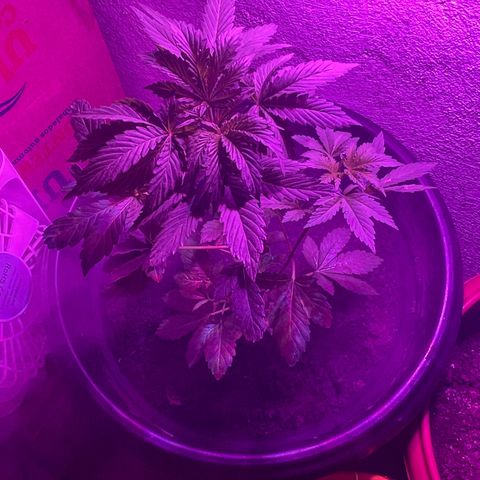 OG Kush growlog timeline photo