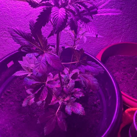 OG Kush growlog timeline photo