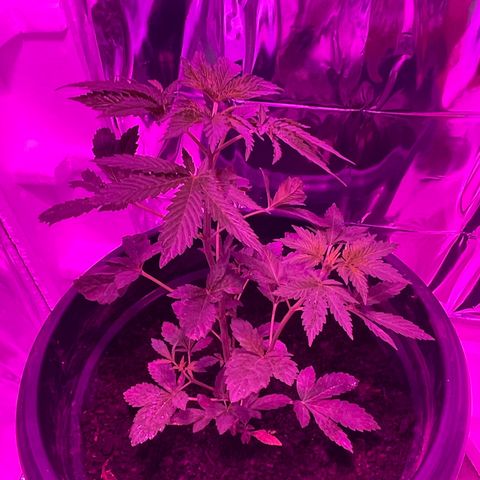 OG Kush growlog timeline photo