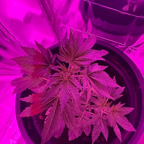 OG Kush growlog timeline photo