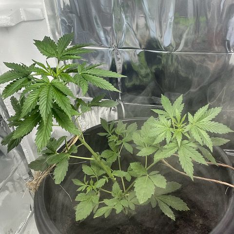OG Kush growlog timeline photo