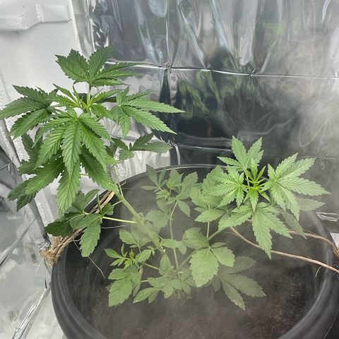 OG Kush growlog timeline photo